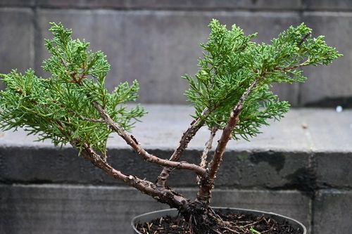 Jałowiec chiński Shimpaku - Juniperus chinensis 0038 na Arena.pl