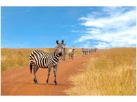 120CM 80CM OBRAZ ŚCIENNY CIEKAWSKIE ZEBRY