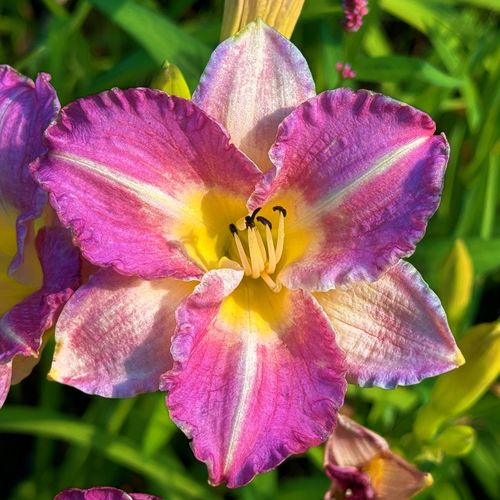 Liliowiec 'Entrapment' Różowy Żółty (Hemerocallis) Doniczka 2.0L na Arena.pl