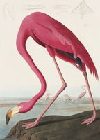 Plakat 13x18cm Różowy Flaming,  John James Audubon do Salonu