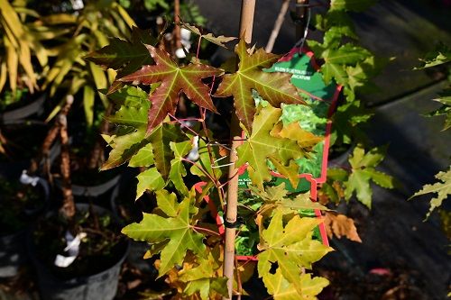 Klon ściętolistny rzadka odmiana ciekawostka na Arena.pl