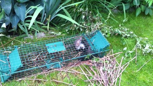 żywołapka pułapka kuny łaski norki szczury łapka na Arena.pl