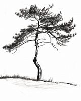 Plakat 40x50cm Samotna Sosna