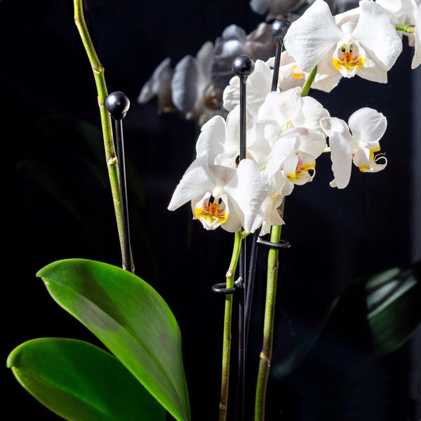 PODPÓRKA DO ROŚLIN STORCZYKÓW KWIATÓW 10szt 50cm zdjęcie 2