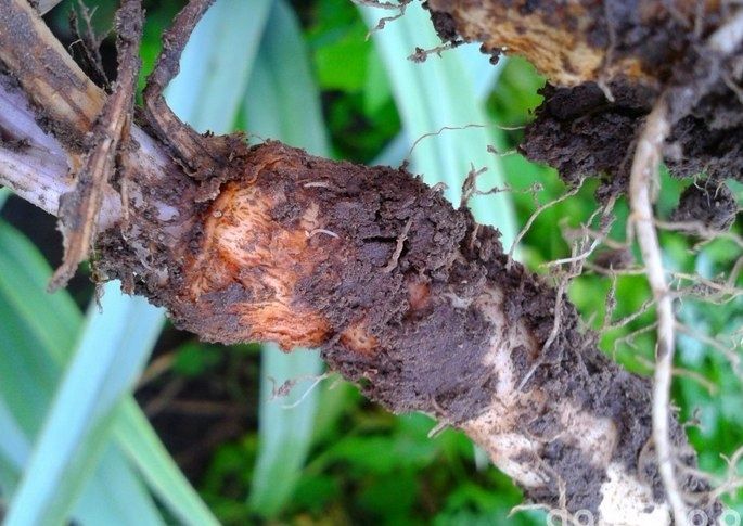 Agrecol GRAMMINI-LIMIT 10 g 394 zdjęcie 1