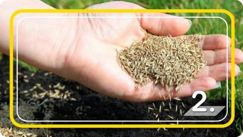 Trawa Nasiona Samozagęszczająca UNIWERSALNA odporna na deptanie 5kg 2024r. na Arena.pl