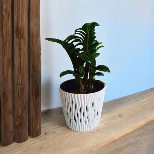 Zamioculcas zamiifolia Zenzi Gęsta sadzonka zamia zamioculus ZENZI na Arena.pl