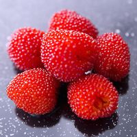 Malinotruskawka Malina ponętna Truskawka Sadzonki w doniczkach 1L