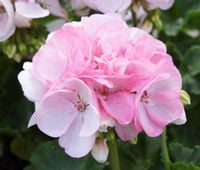 Pelargonia rabatowa DELIKATNY RÓŻ Pelargonium Zonale Sunrise Holly