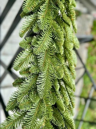 Girlanda Świąteczna 100% PE JODŁA JASNA 110 cm Na Balustradę Kominek Drzwi na Arena.pl