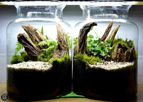 DSM Day- ukorzeniacz na Arena.pl