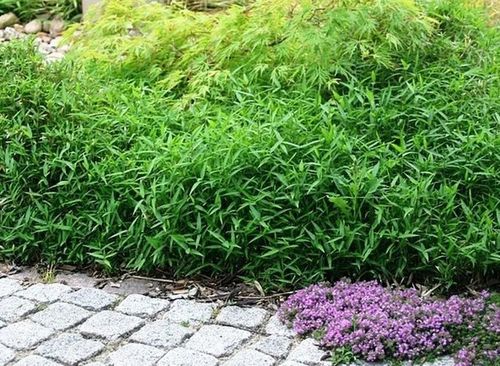 BAMBUS pygmaeus - sadzonki 10 / 20 cm na Arena.pl