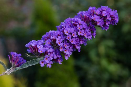 Budleja Dawida 'Nanho Blue' Fioletowa (Buddleja davidii) 2.0L na Arena.pl