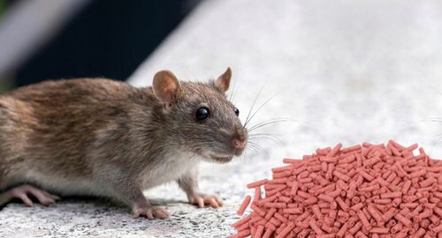 RATIMOR Trutka na myszy i szczury granulat Trucizna Bromadiolon 5kg na Arena.pl