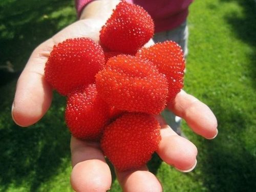 Malinotruskawka (Rubus illecebrosus) C2 na Arena.pl