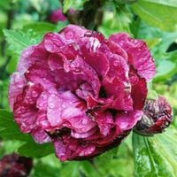 C2 KETMIA SYRYJSKA HIBISKUS DUC DE BRABANT