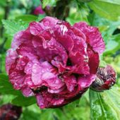 C2 KETMIA SYRYJSKA HIBISKUS DUC DE BRABANT
