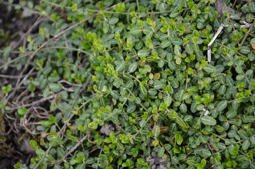 Trzmielina Fortune'a 'Minimus' Miniaturowa Zimozielona (Euonymus fortunei) na Arena.pl