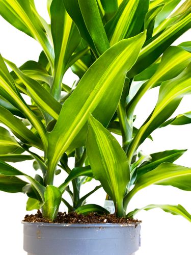 DRACENA CINTHO 70cm na Arena.pl