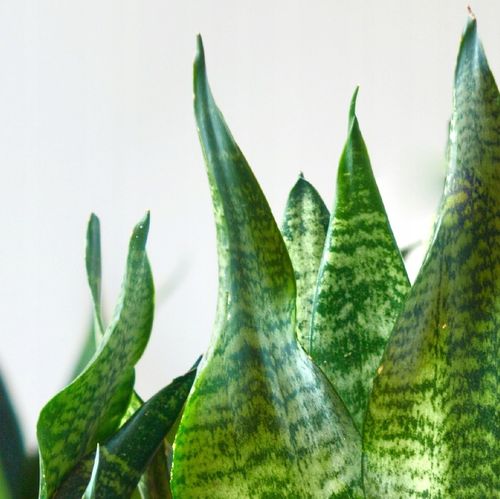 SANSEVIERIA 'ROBUST' pięknie ubarwione liście Sansewieria rozmiar S na Arena.pl