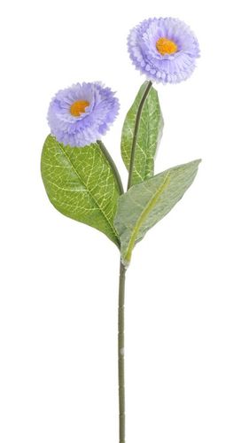 bukiet 6 kwiatów STOKROTKA | 124CAN21003 na Arena.pl