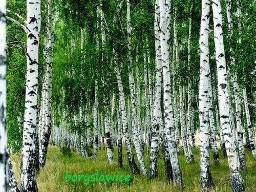 Brzoza brodawkowata (Betula) w  doniczkach P11, 60-80 cm na Arena.pl