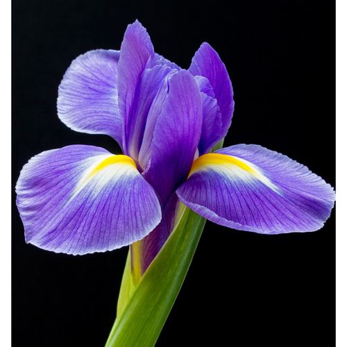 Yodeyma L’eau De Berlue Woda Perfumowana Dla Kobiet 100ml na Arena.pl