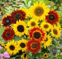 NASIONA Słonecznik Ozdobny Wysoki Mieszanka Wysoka Mix 2g Kwiaty 411500