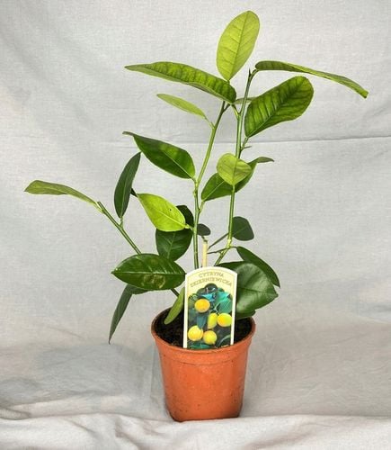 CYTRYNA SKIERNIEWICKA Cytrus na Arena.pl