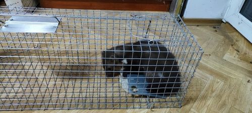 ŻYWOŁAPKA PUŁAPKA NA KUNY SZCZURY ŁASICE NORKI TCHÓRZE ŁASKI ŁAPKA na Arena.pl