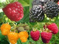 MALINA pakiet 4 kolorów - sadzonki 30 / 50 cm