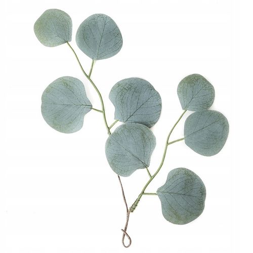 ZESTAW DO UPRAWY EUKALIPTUS SREBRNY DRZEWKO BONSAI NASIONA 5 SZT WIELOLETNI na Arena.pl