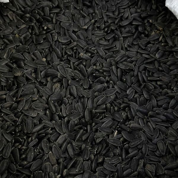 Słonecznik czarny 20 kg zdjęcie 2