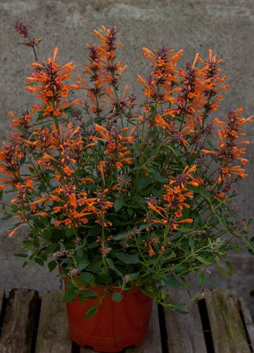 Kłosowiec Kudos Mandarin - Agastache hybrida na Arena.pl
