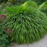 Hakonechloa smukła GREENHILLS Trawa bambusowa Zielona Do półcienia Sadzonki