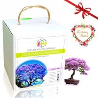 PAULOWNIA DRZEWKO BONSAI ZESTAW DO UPRAWY PREZENT NA DZIEŃ BABCI
