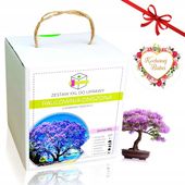 PAULOWNIA DRZEWKO BONSAI ZESTAW DO UPRAWY PREZENT NA DZIEŃ BABCI