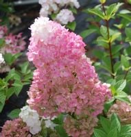 HORTENSJA BUKIETOWA Sundae Fraise - sadzonki w don