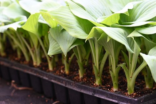 Funkia Fragrant Blue - Hosta hybrid na Arena.pl