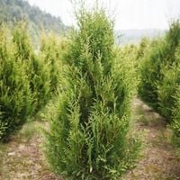 Żywotnik AUREOSPICATA Tuja Thuja Na gęsty wysoki żywopłot Żółte końcówki
