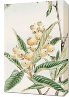 Obraz 40x60cm Biwa Loquat, Morikaga Japoński Vintage do Salonu