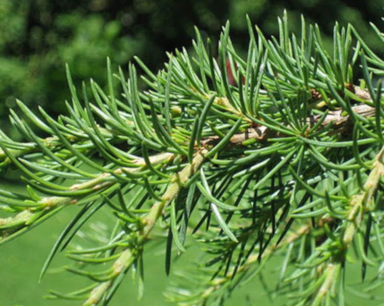 CEDR LIBAŃSKI CEDRUS - sadzonki w doniczkach zdjęcie 2