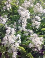 POWOJNIK PNĄCY Clematis - sadzonki w doniczkach