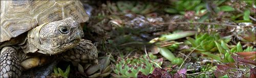 Podłoże dla żółwia greckiego stepowego do terrarium Testudo Soil Baby 25 L na Arena.pl