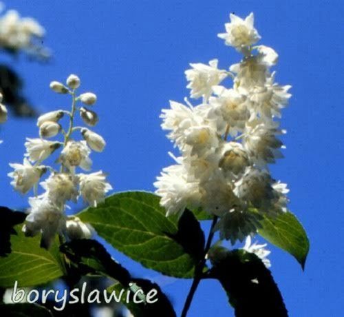 Żylistek szorstki BIAŁY PEŁNY (Deutzia) w P11, wysokość 80-100 cm na Arena.pl