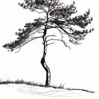 Plakat 40x40cm Samotna Sosna