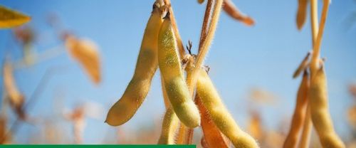 Maxim 025 FS 1L SYNGENTA - zaprawa do nasion o szerokim zastosowaniu na Arena.pl