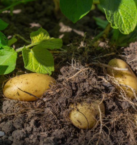AZOPLON NPK 10-5-5 20kg NAWÓZ AZOT FOSFOR POTAS DO PLONVIT ADOB UNIWERSALNY zdjęcie 7