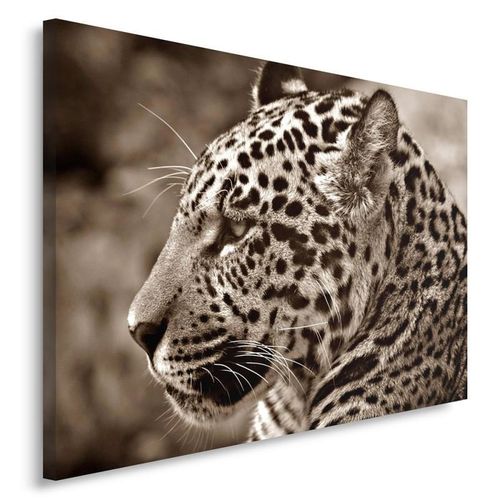 Obraz na płótnie - Canvas, Ocelot 1 50x40 na Arena.pl