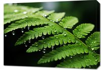 Obraz 70x50cm Szepty Natury